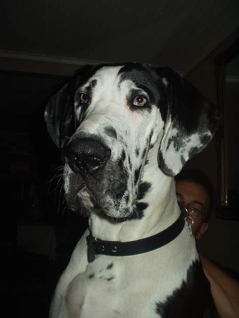 Grand danois Philip billede 16