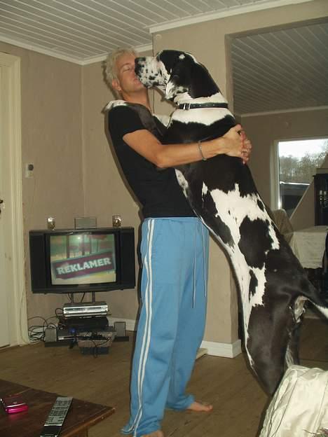 Grand danois Philip billede 17