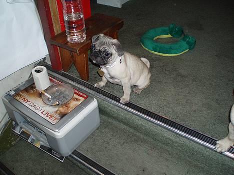 Mops Haley - uhh... de tænder klør bare helt vildt!! billede 10