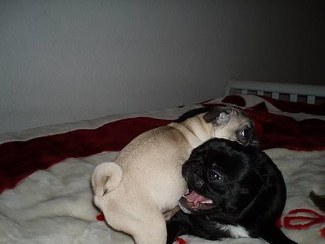 Mops Haley - gæt hvor jeg ligger hi hi hi hi hi hi hi hi hi billede 11