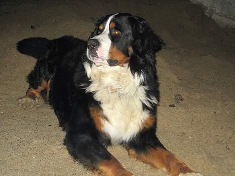 Berner sennenhund kenzo - hey kommer der nogen ? billede 9