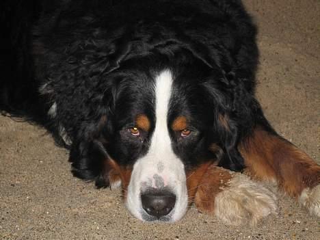 Berner sennenhund kenzo - er jeg ikke sød  billede 10