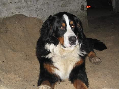 Berner sennenhund kenzo - fotogen jaa lidt er man vel... billede 11
