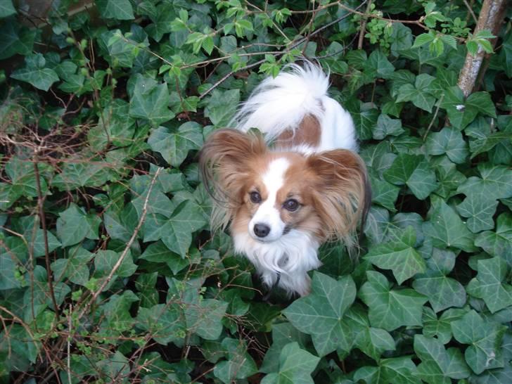 Papillon Feline *Aflivet :'(* - Feline mellem alle bladene oppe i vores bed ;) billede 1