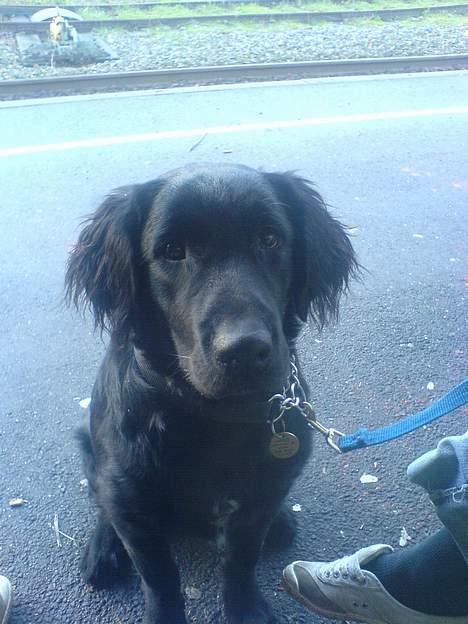 Blanding af racer Charlie - hey ska vi snart afsted.... billede 5