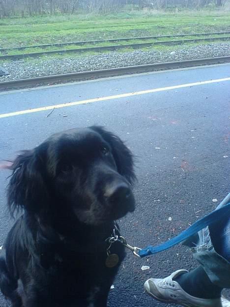 Blanding af racer Charlie - gir du en bid... billede 6