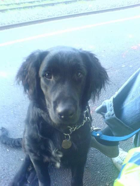 Blanding af racer Charlie - er jeg ik bare bedårende...gg billede 7