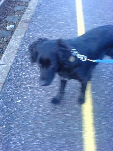 Blanding af racer Charlie - ja nu går jeg alzå...g billede 8