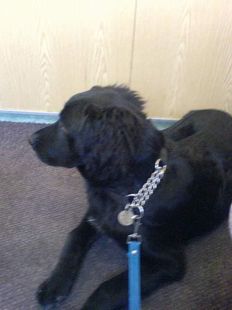 Blanding af racer Charlie - nu gider jeg ik det her foto sjov mere...g billede 9