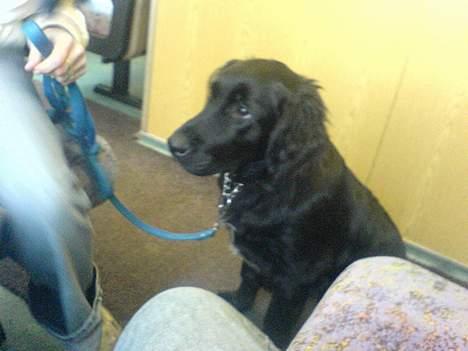 Blanding af racer Charlie - oki...så et mere billede 10