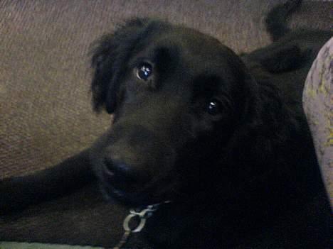 Blanding af racer Charlie - sig mig blir du ved???...gg billede 11