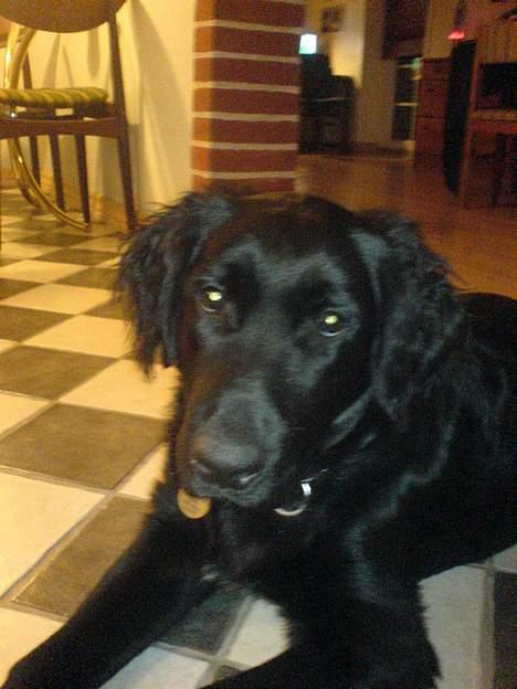 Blanding af racer Charlie - er jeg ik bare dygtig...g billede 12