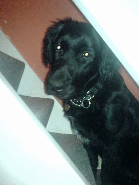 Blanding af racer Charlie - nåh, men så må jeg jo gå ovenpå og gemme mig når du sådan blir ved....g billede 13