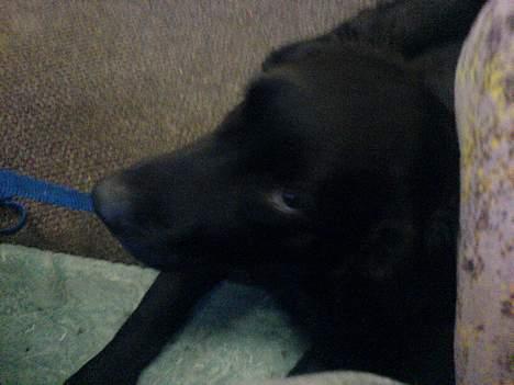 Blanding af racer Charlie - gemmer mig da bare under sædet.....gg billede 14