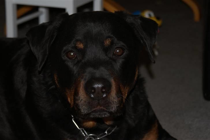 Rottweiler Balder - Aflivet. R.I.P! billede 1
