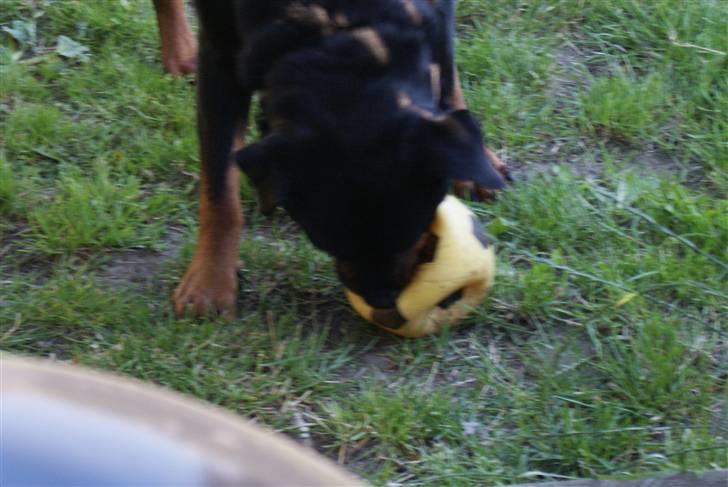 Rottweiler Balder - Aflivet. R.I.P! billede 2