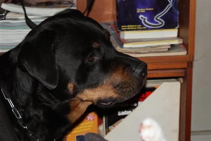 Rottweiler Balder - Aflivet. R.I.P! billede 3