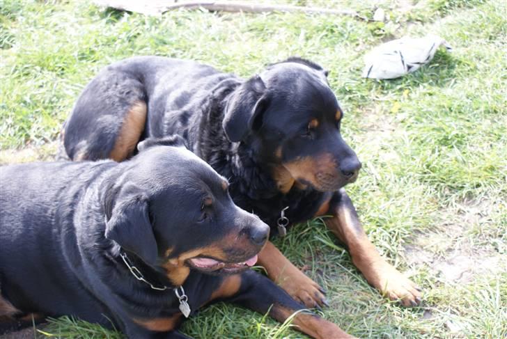 Rottweiler Balder - Aflivet. R.I.P! - Bjørn til venstre og Balder til højre. billede 5