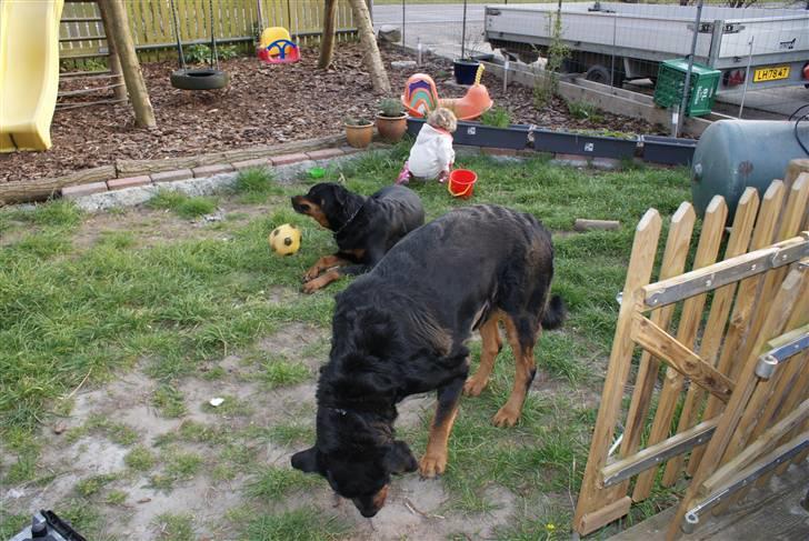 Rottweiler Balder - Aflivet. R.I.P! - Balder forrest, og Bjørn i baggrunden. billede 6