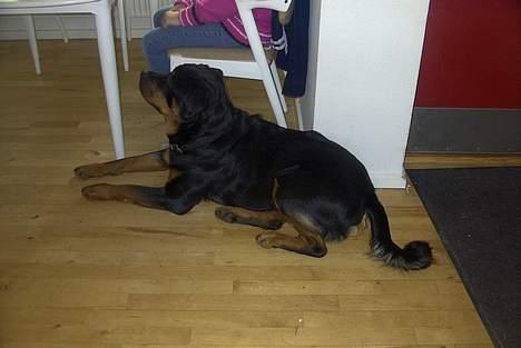 Rottweiler Balder - Aflivet. R.I.P! billede 7