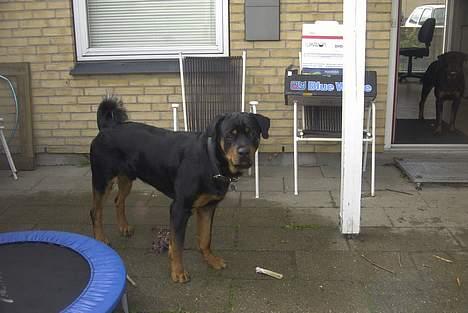 Rottweiler Balder - Aflivet. R.I.P! billede 8