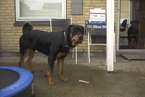 Rottweiler Balder - Aflivet. R.I.P! billede 9