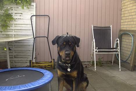 Rottweiler Balder - Aflivet. R.I.P! billede 10