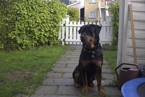 Rottweiler Balder - Aflivet. R.I.P! billede 11
