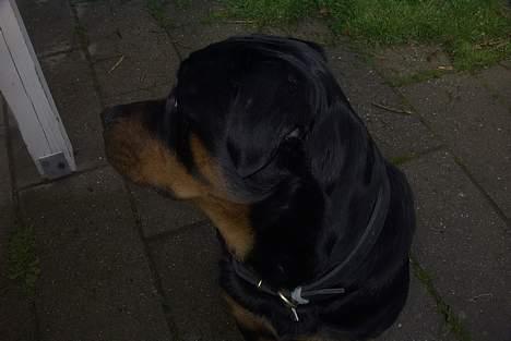 Rottweiler Balder - Aflivet. R.I.P! billede 12