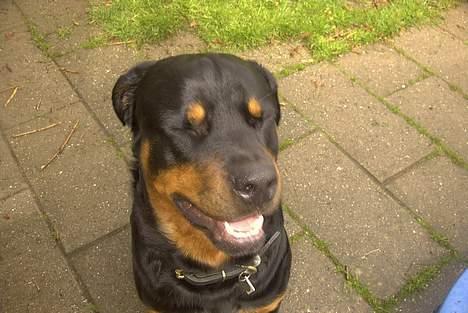 Rottweiler Balder - Aflivet. R.I.P! billede 13
