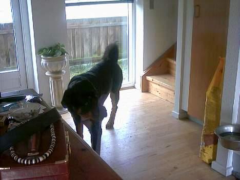 Rottweiler Balder - Aflivet. R.I.P! billede 14