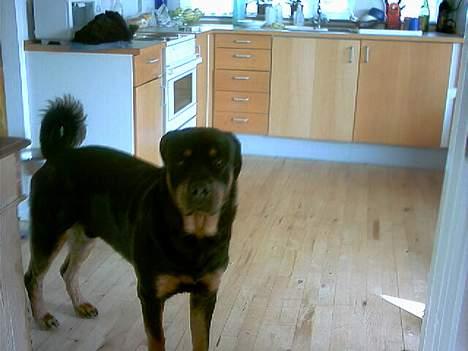 Rottweiler Balder - Aflivet. R.I.P! billede 15