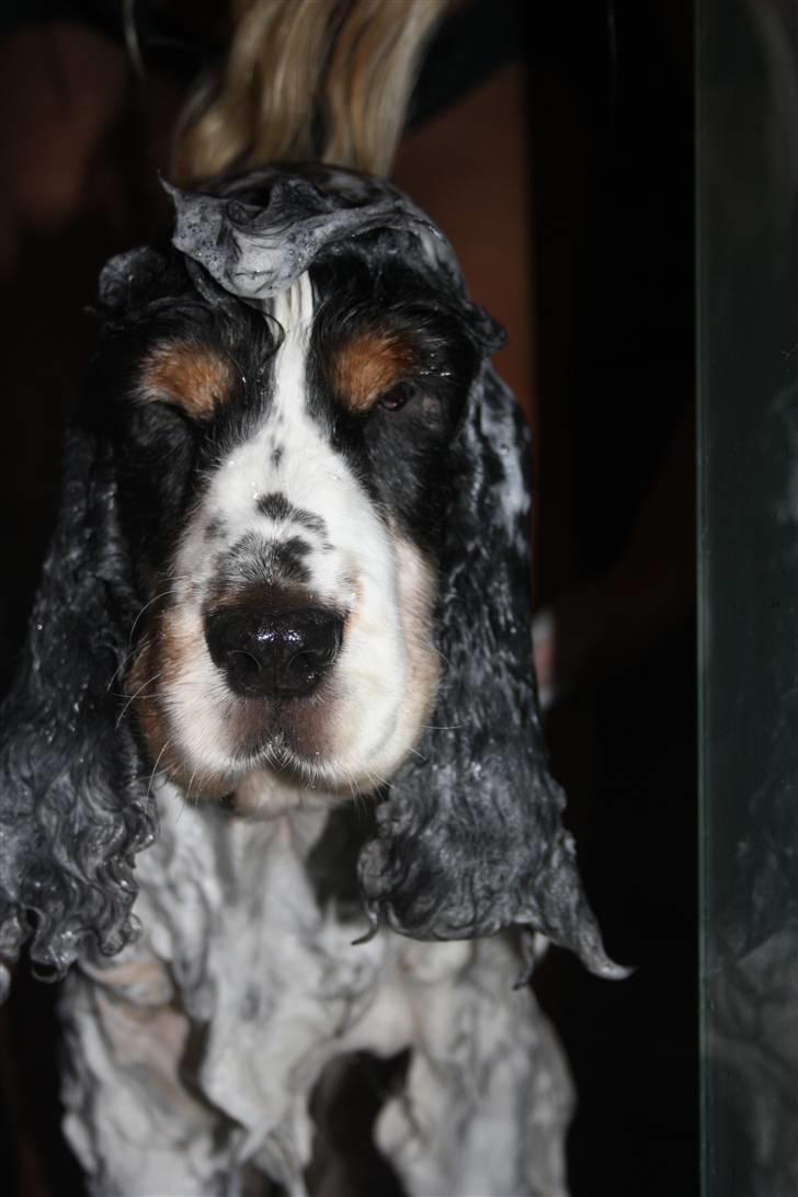 Cocker spaniel Barleys Tippe billede 2