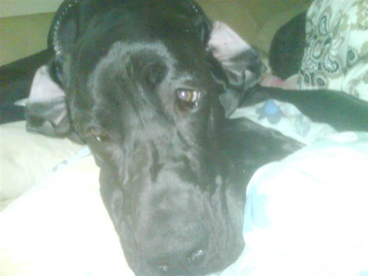 Grand danois Big Ben - Nyt billede 17