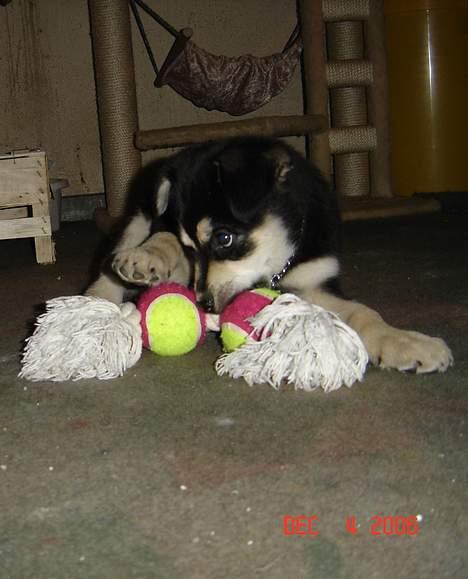 Blanding af racer Tiffany - Elsker og lege med denne her... billede 8