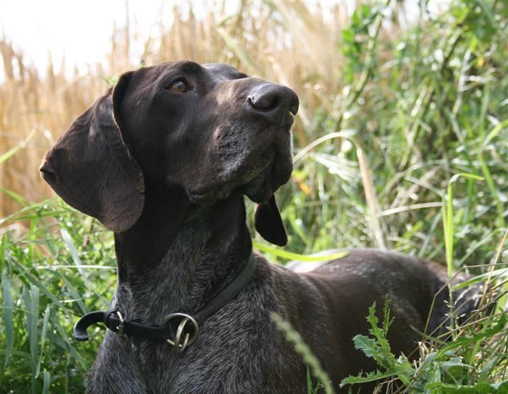 Korthåret hønsehund Nelly - Det er så den skønherlige hund, Nelly (8 Foto: mig/skovsfoto.  billede 1