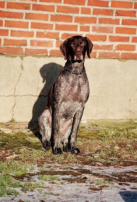 Korthåret hønsehund Nelly - Nelly nyder solskinnet :) billede 2