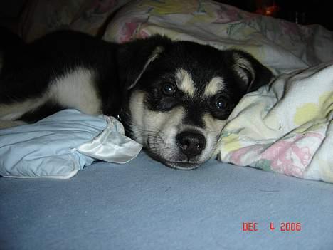 Blanding af racer Tiffany - åhh hvor er jeg træt billede 9