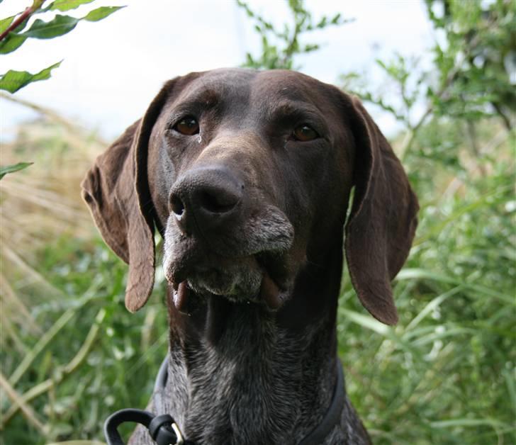 Korthåret hønsehund Nelly billede 3