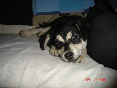 Blanding af racer Tiffany - ja det her er så fra samme dag som jeg kom men det var mit første billede men nu er der jo kommet et andet så nu er det her kommet her ned... billede 10