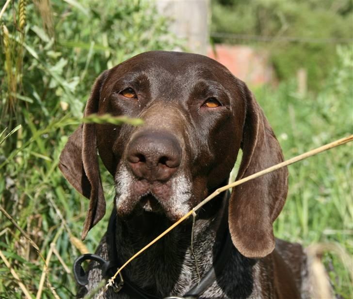 Korthåret hønsehund Nelly billede 5