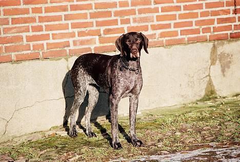 Korthåret hønsehund Nelly - Nelle - i fuld figur ;) billede 6