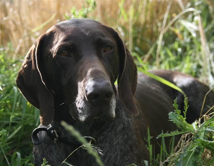 Korthåret hønsehund Nelly billede 7