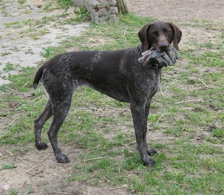 Korthåret hønsehund Nelly - MUMS, handske! billede 8