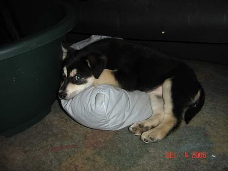 Blanding af racer Tiffany - ja der ligger lige en pude her jeg kan ligge på når jeg ikke kan komme op i sofaen... billede 11