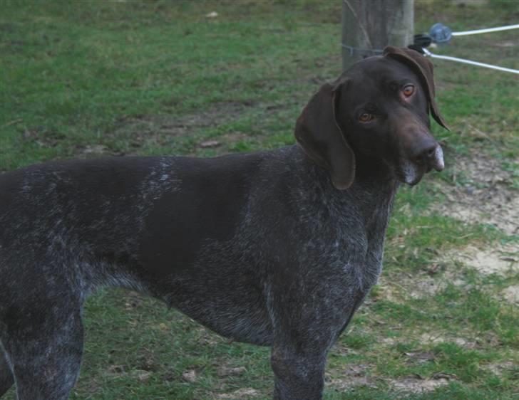 Korthåret hønsehund Nelly - Hvad er det hun laver!? billede 9