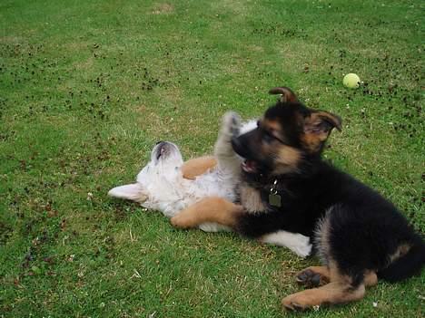 Schæferhund Nando - Nando med hans bedste ven, Oscar, en golden retriever  billede 11