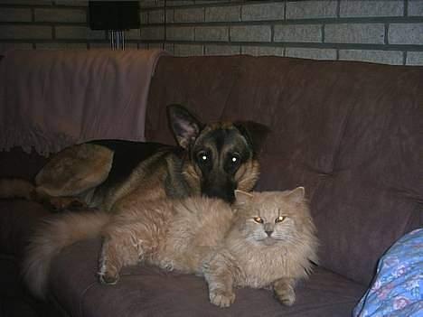 Schæferhund trille *aflivet* :-( billede 11