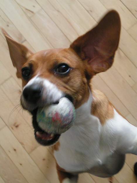 Dansk svensk gaardhund Rocki - skal vi ikke lege... kom nu billede 18
