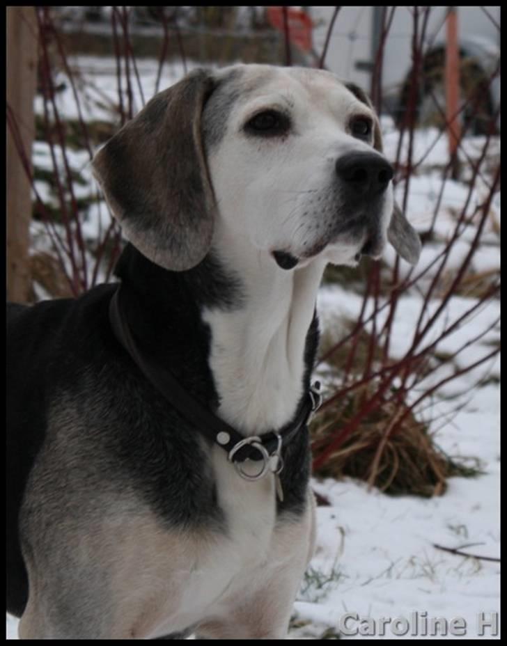 Dunker støver Tricho - Oppdatert: jan09 billede 1